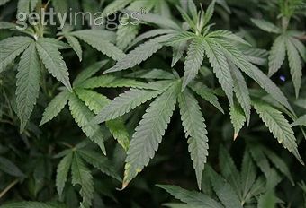 Alaska becomes third state to legalize marijuana