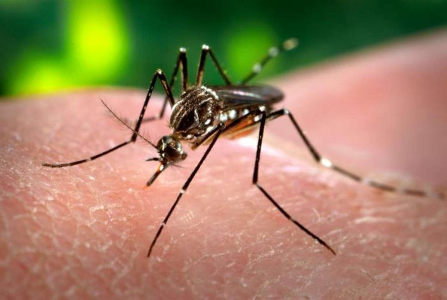 Zika virus could come to Georgia