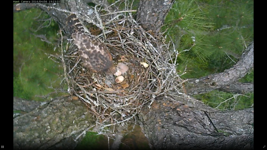 Georgia Southern is expecting three baby hawks