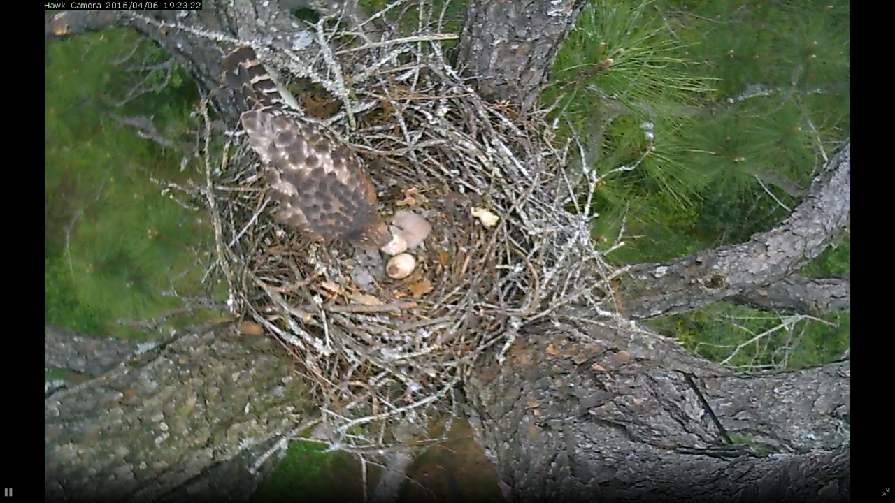 Georgia+Southern+is+expecting+three+baby+hawks