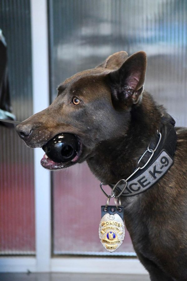 Deimos is trained to patrol sporting events on the Statesboro campus.