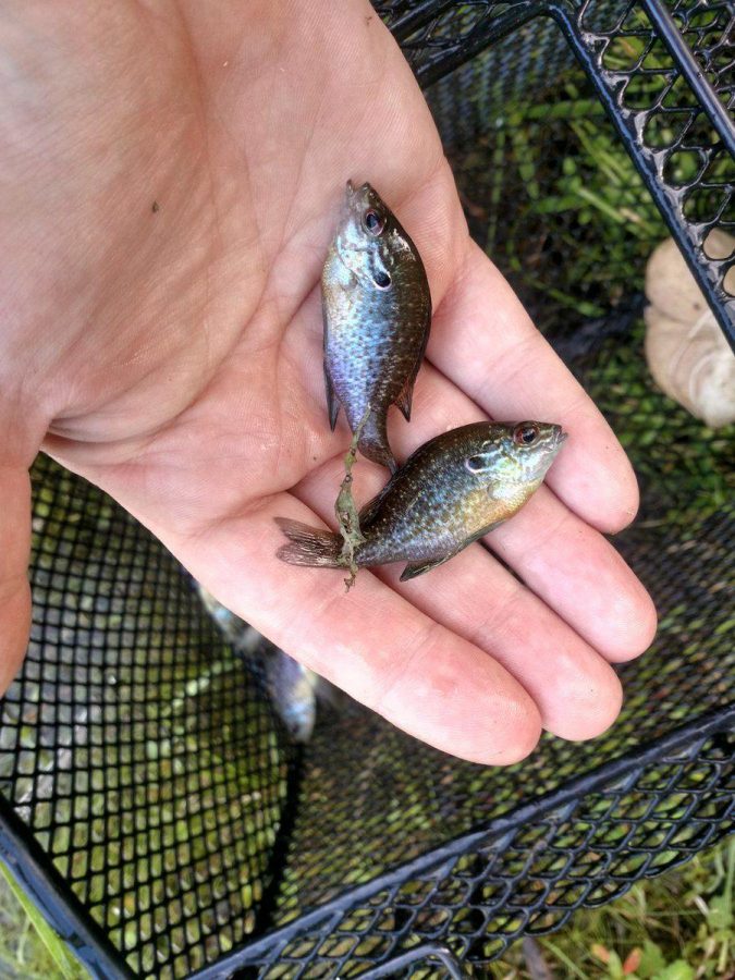 Two dollar sunfish found in the pond by the Education and Nursing/Chemistry buildings. The ponds on the Statesboro campus were dredged this past summer to clean them out and make room for more wildlife growth.