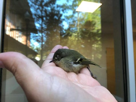 Biology professor Ray Chandler and graduate student Antarius Mclains research estimates that at least 700 to 800 birds are killed on campus every year by flying into windows on campus.