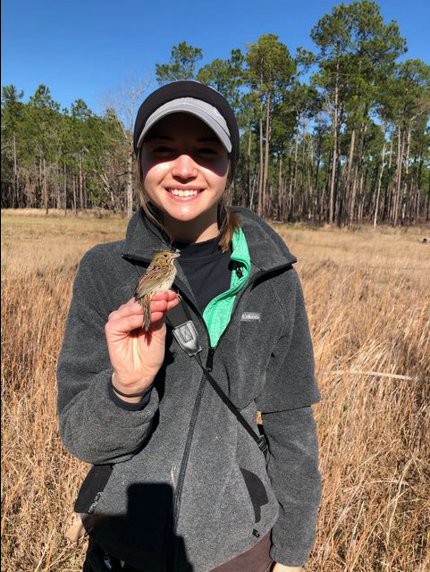 Abigail Dwire, biology graduate student, holds a Henslows sparrow. Dwires research involves examining the ways the Henslows sparrow has been adapting to and using its new habitat.