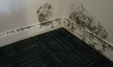 Mold found in Southern Courtyard 2205