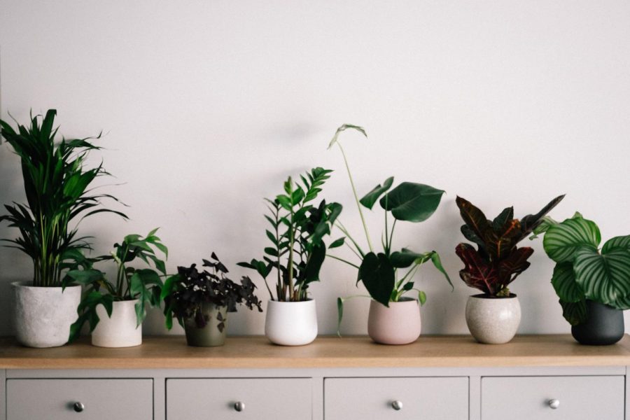 Liven Up Your Home With Easy House Plants