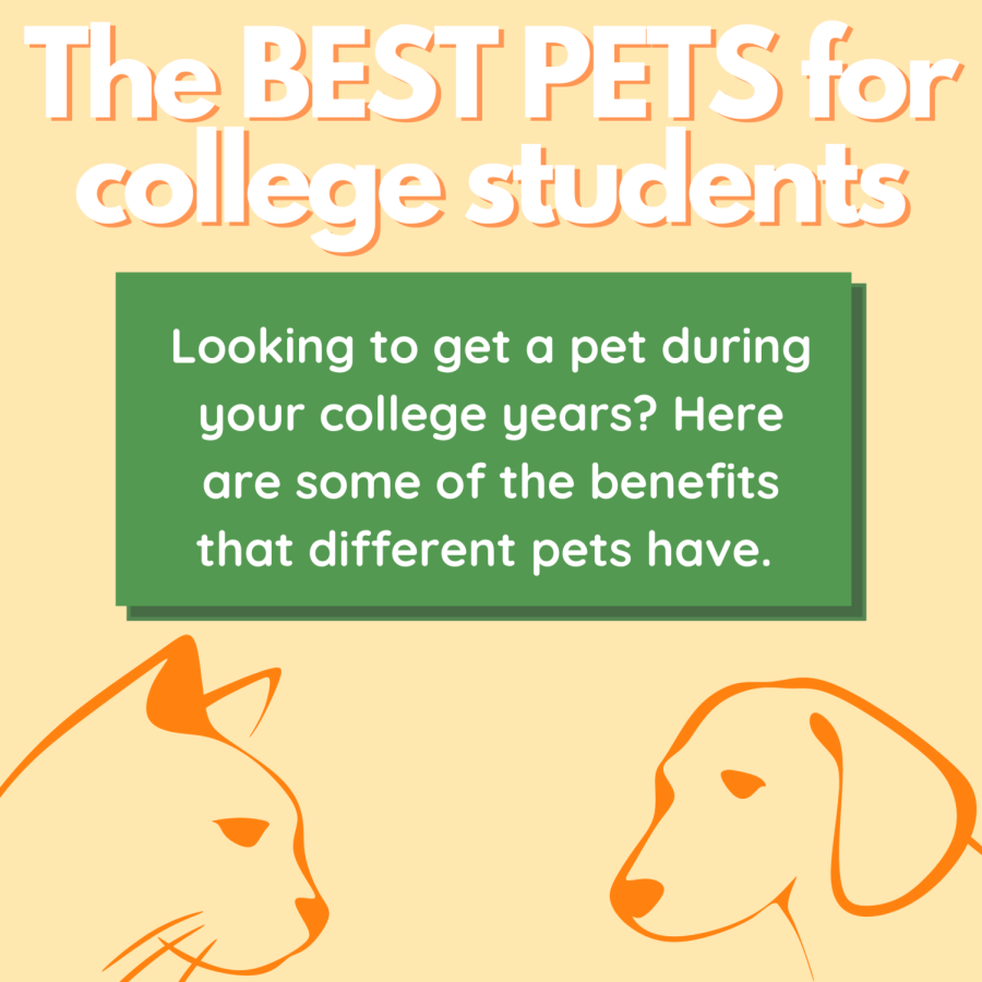 The Best Pets for College Students