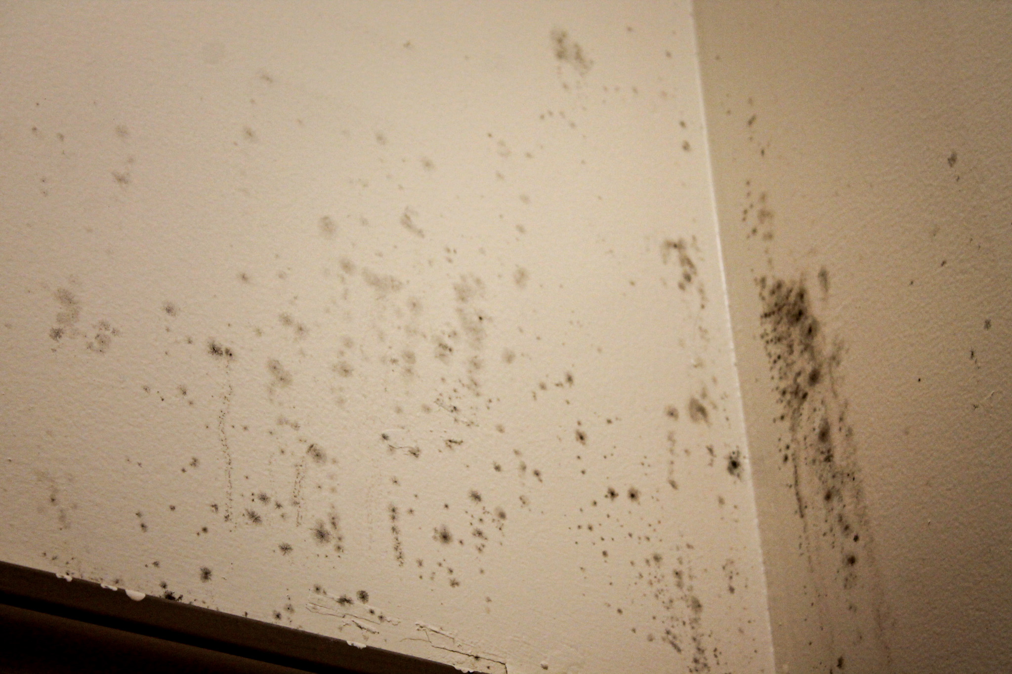 Students+complain+of+mold+on-campus