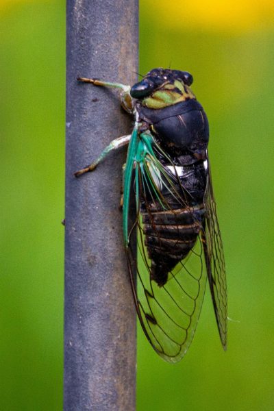 The Cicadas are so back