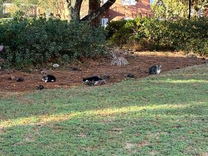 Cats on Campus: Lurking Among Us
