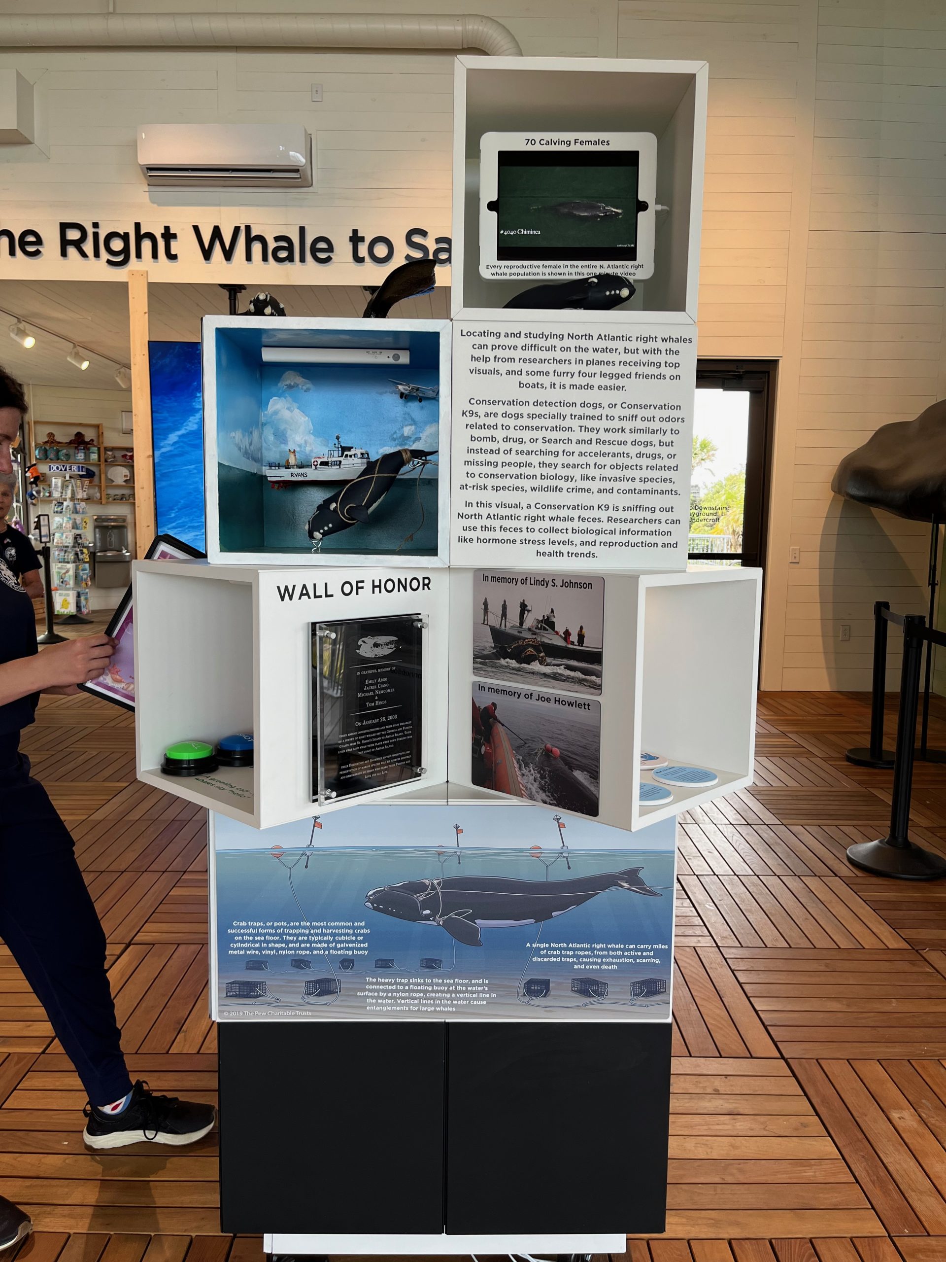 The+Right+Whale+to+Save