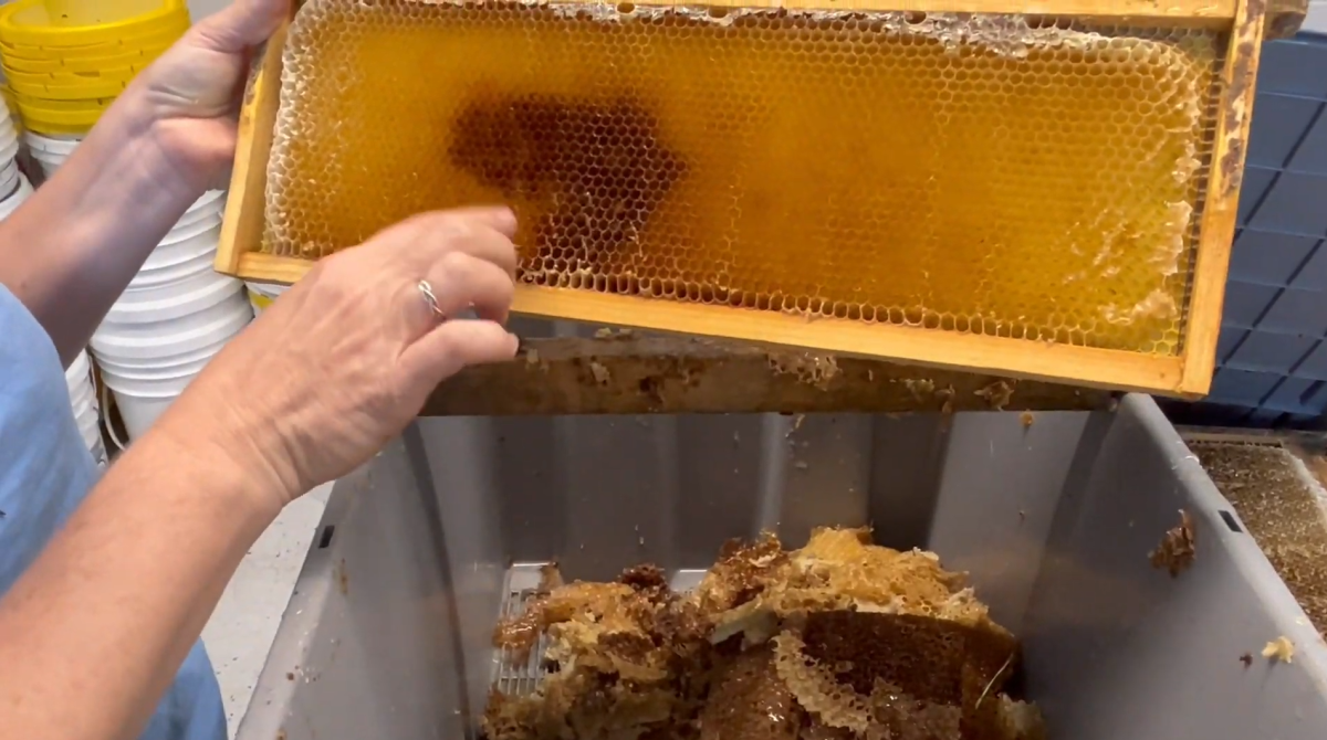 Carie Olsen showing the inside of a hive.