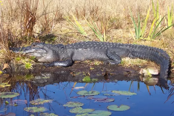 Alligator located at the Okefenokee Swamp