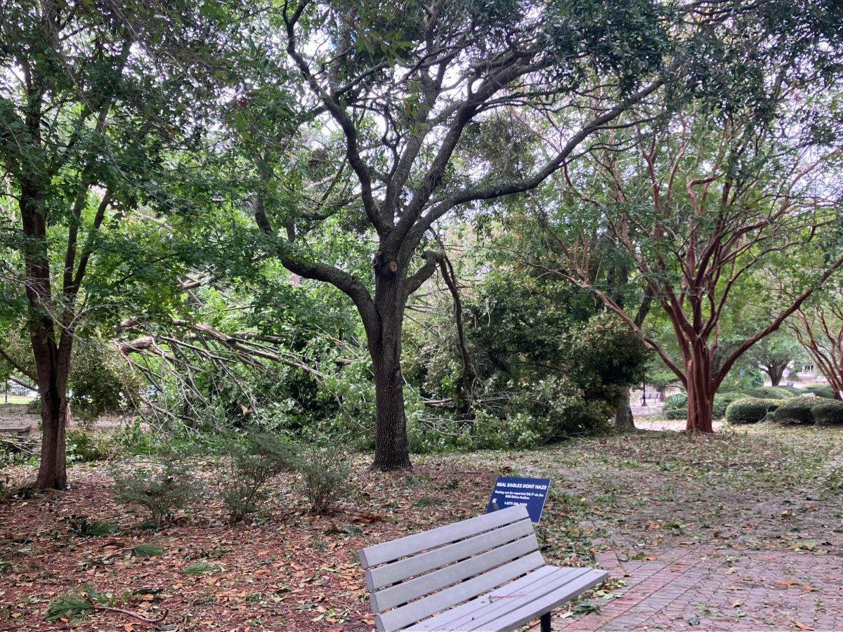 Fallen tree near Henderson Library