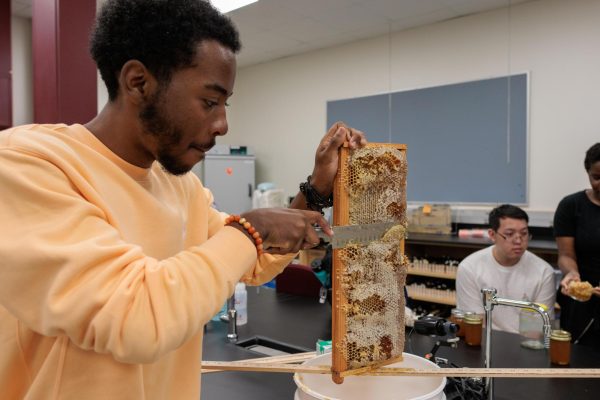 Emmanuel Thomas (biology major) harvesting honey with a knife