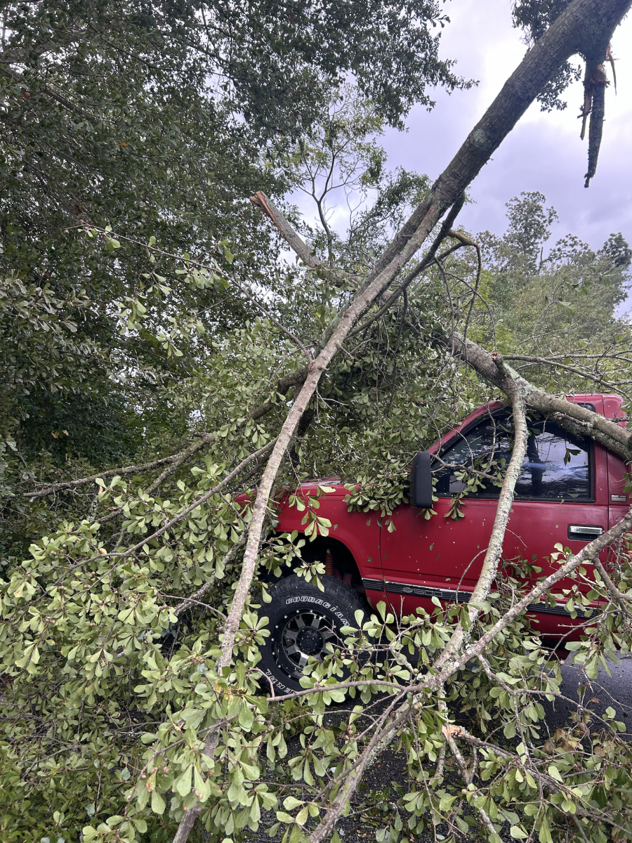 Fallen tree on car at Monarch 301