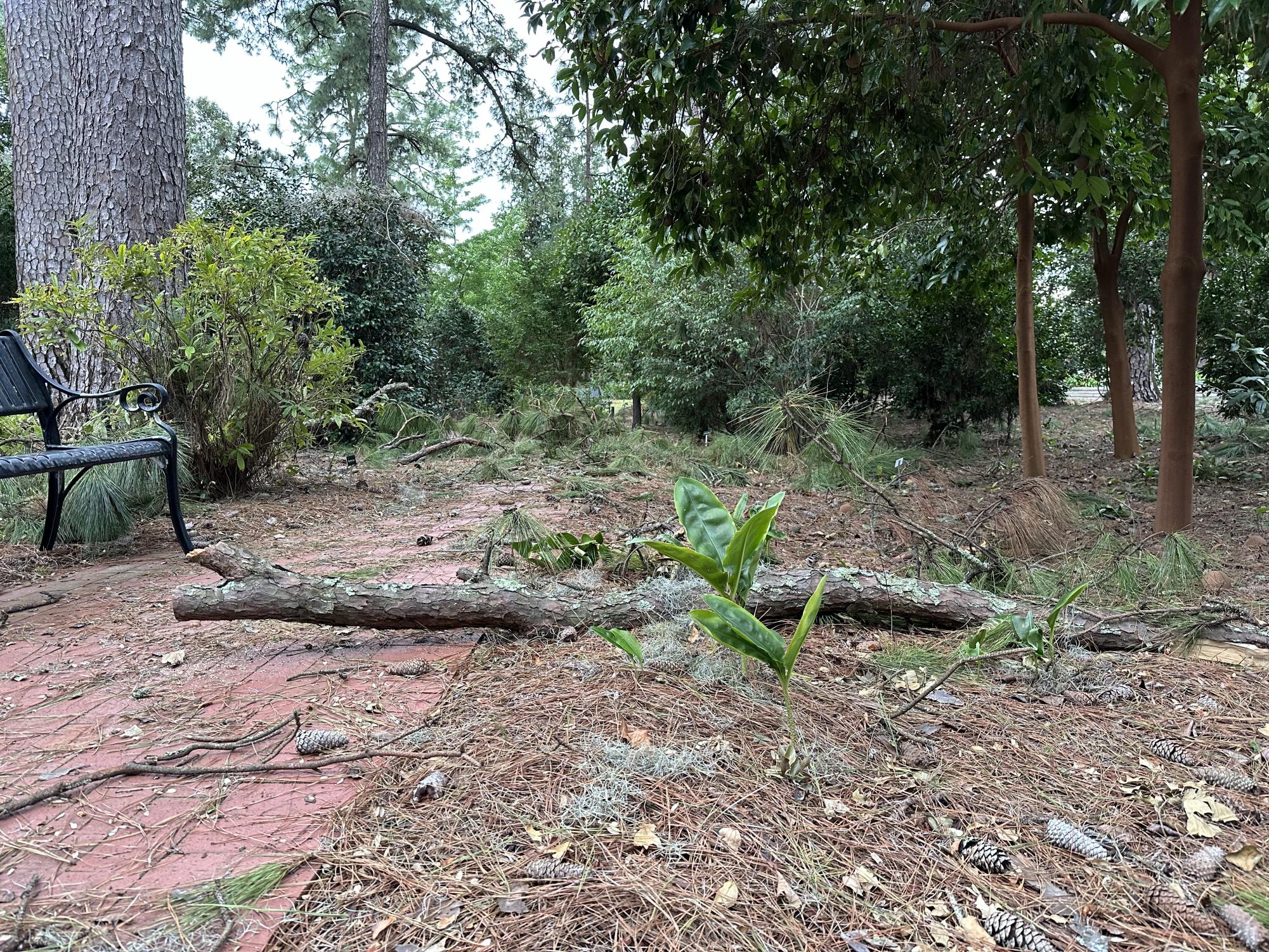 Hurricane Helene's impact on Savannah