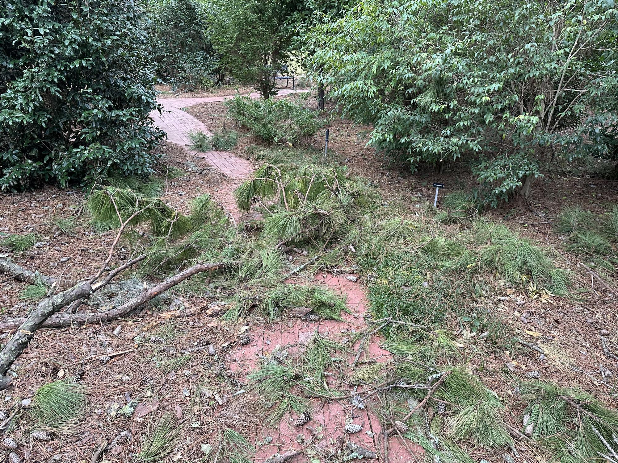 Hurricane Helene's impact on Savannah