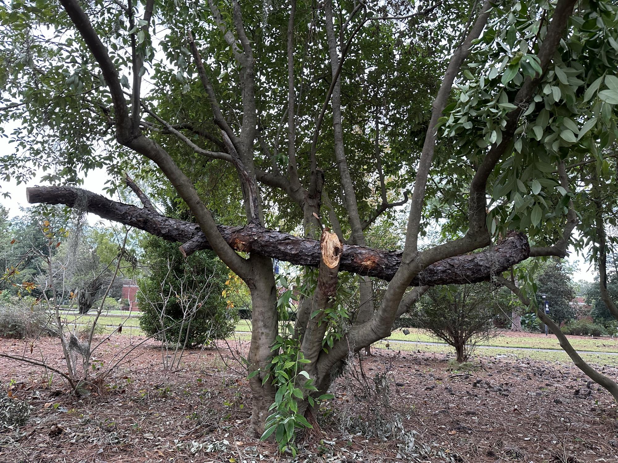 Hurricane Helene's impact on Savannah