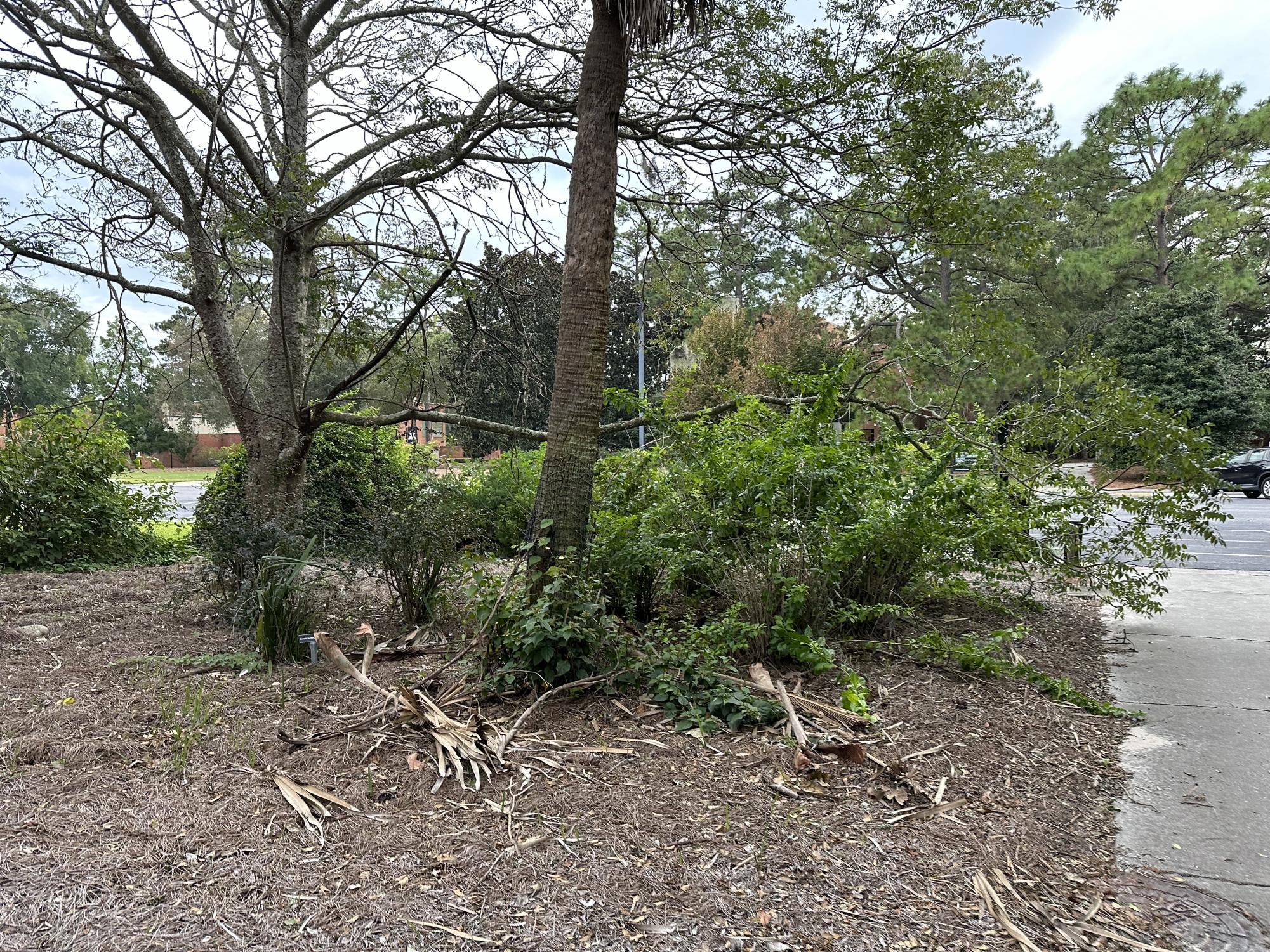 Hurricane Helene's impact on Savannah