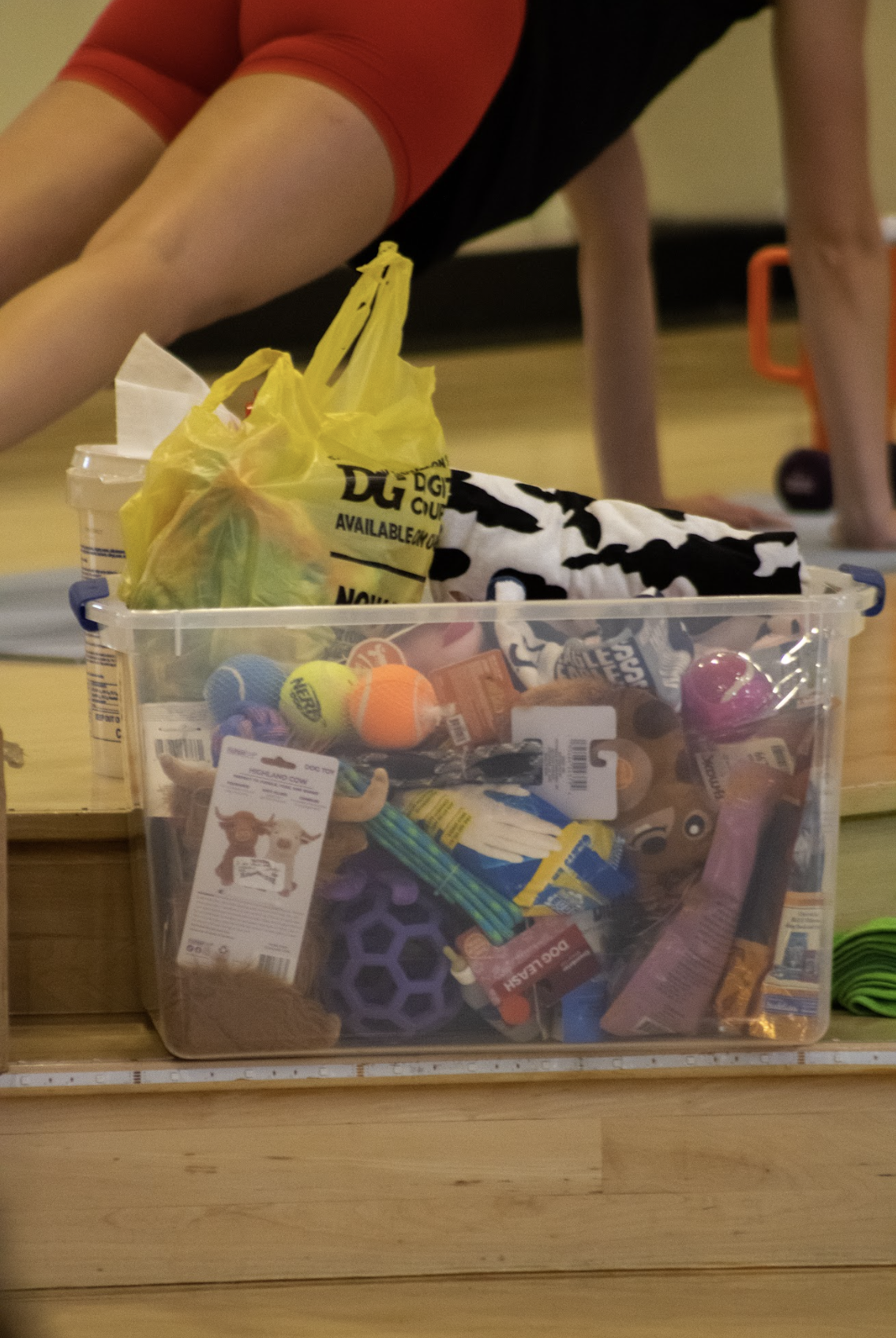 Pilates for Paws: How GroupFit Helps Pets in Need