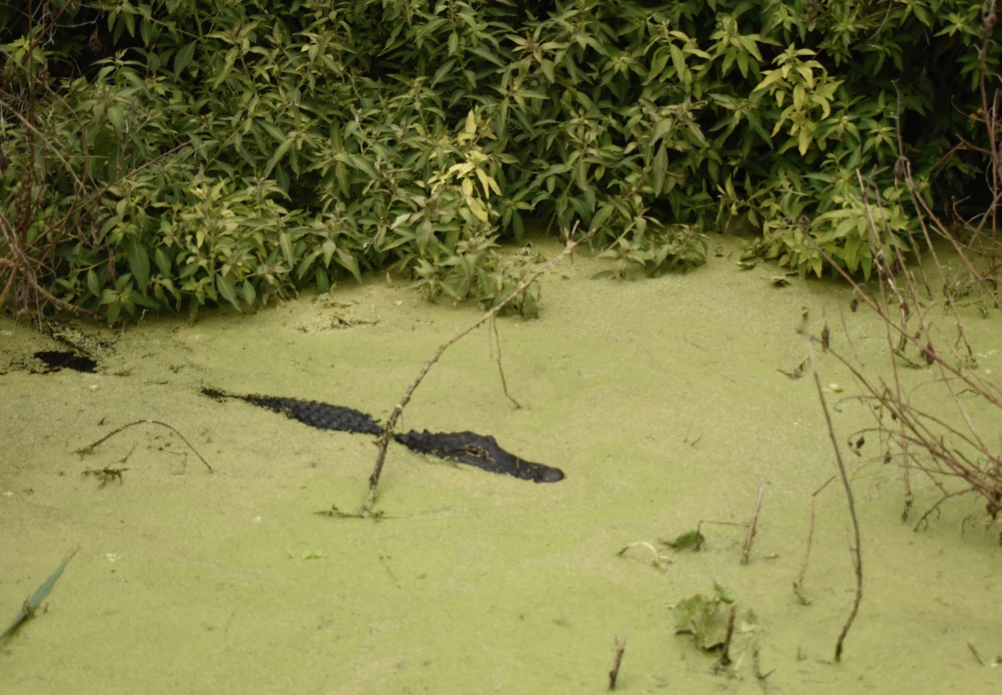 EPA Proposes Rule That Would Reduce Protections for Wetlands 
