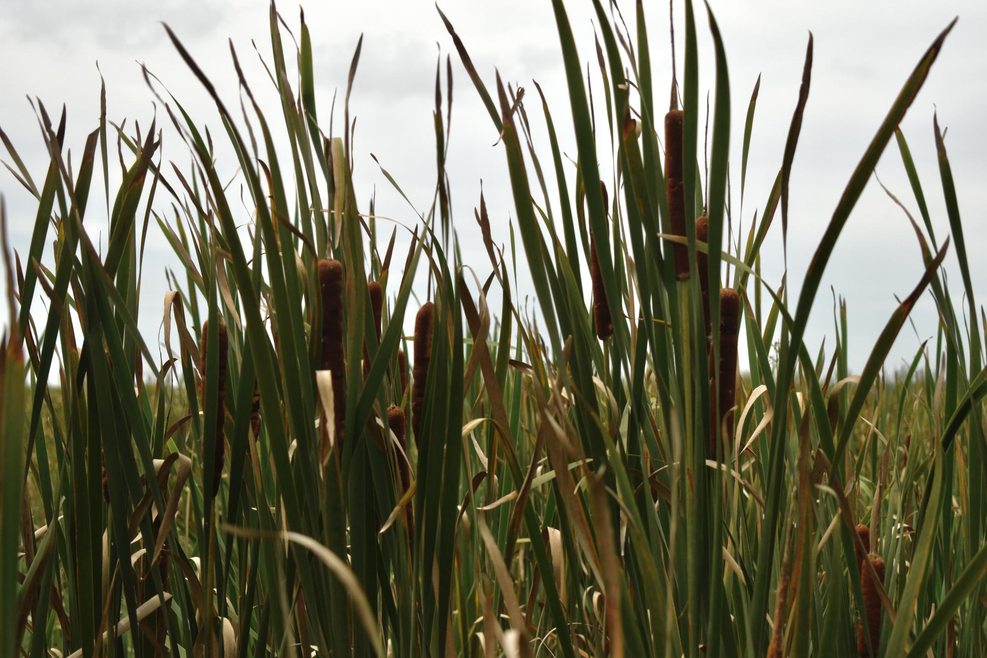 EPA Proposes Rule That Would Reduce Protections for Wetlands 