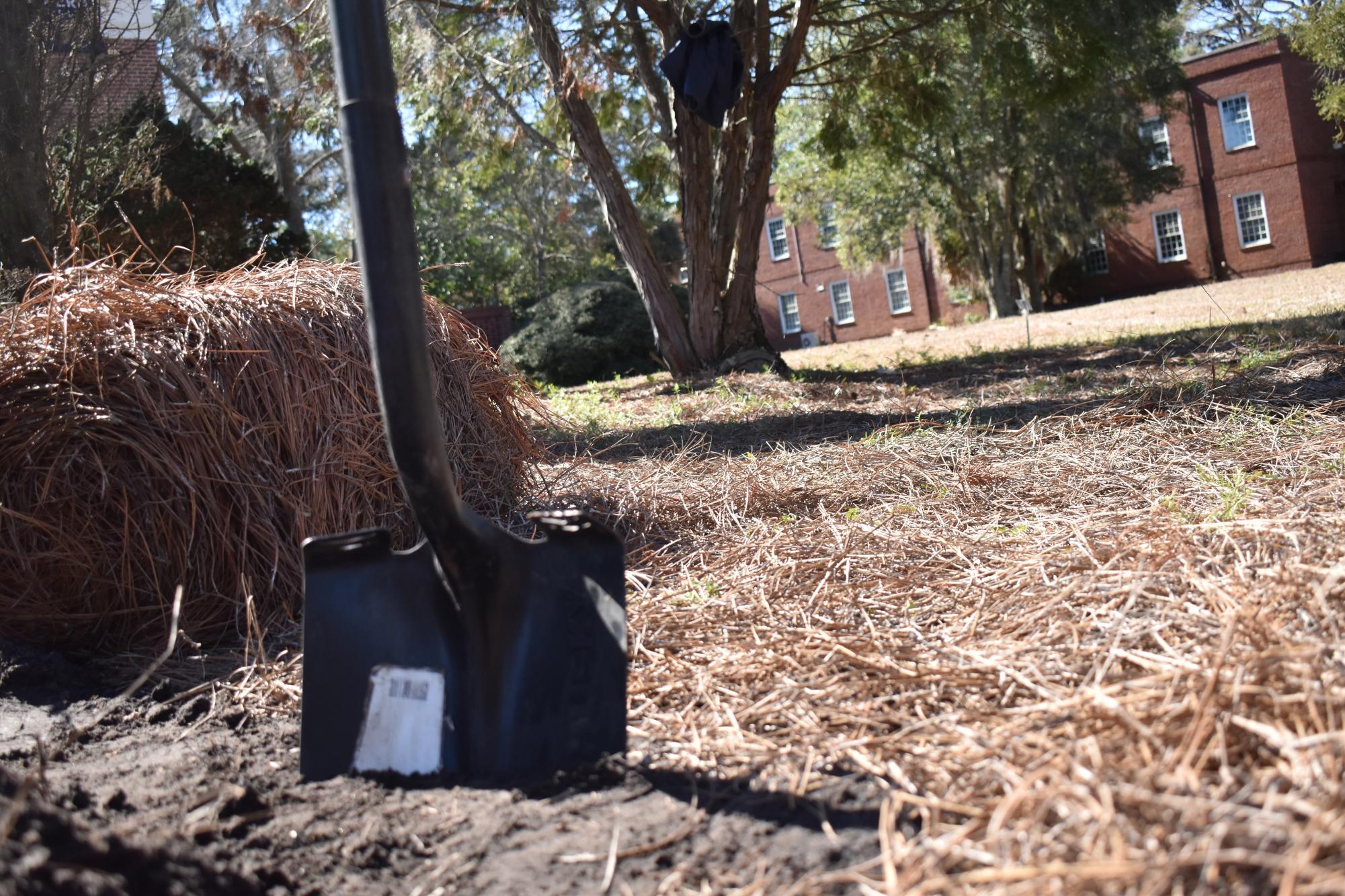 Georgia Arbor Day 2026: Tree-Planting Photogallery