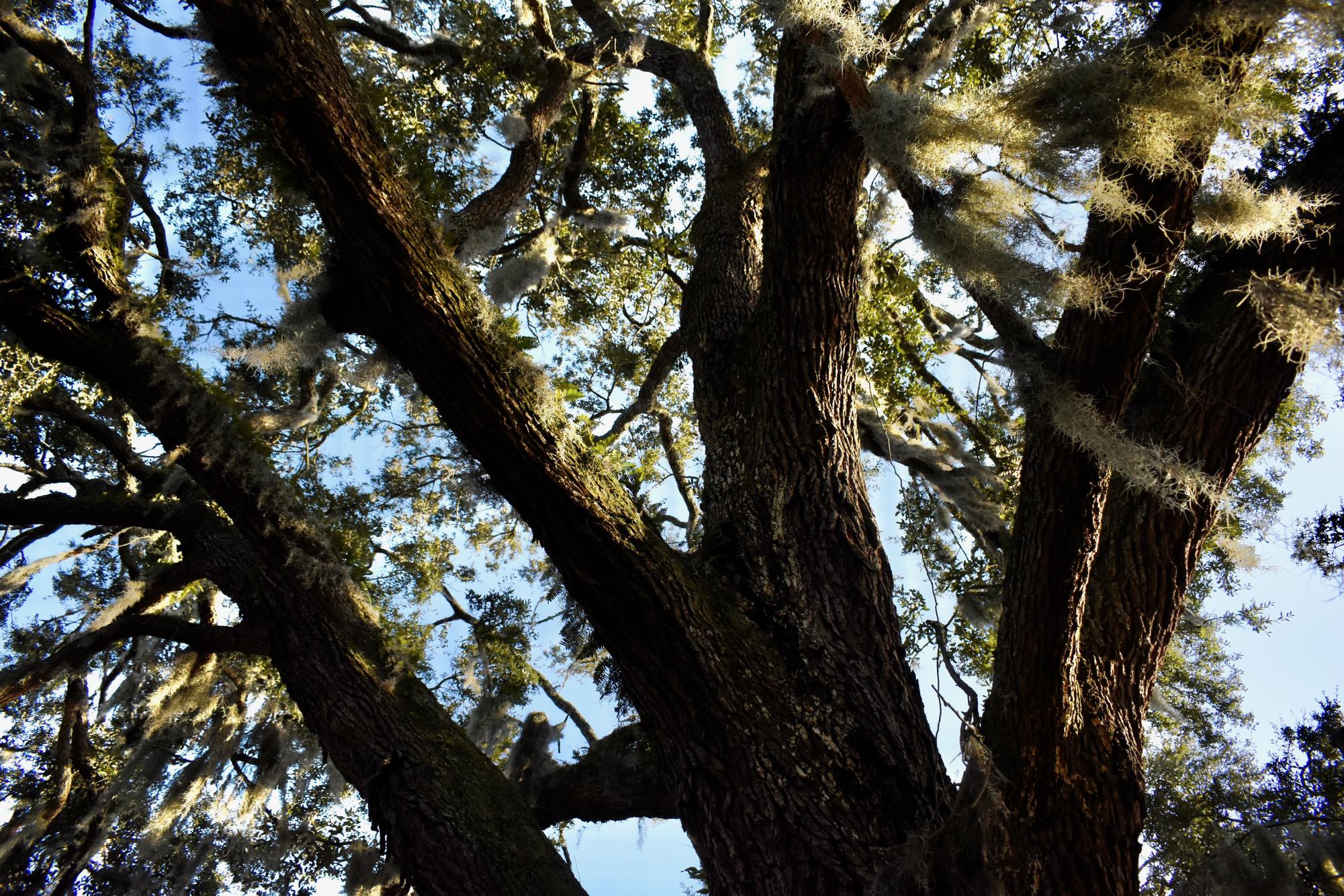 300 Year-Old ‘Exceptional’ Oak Tree Falls to Georgia Power