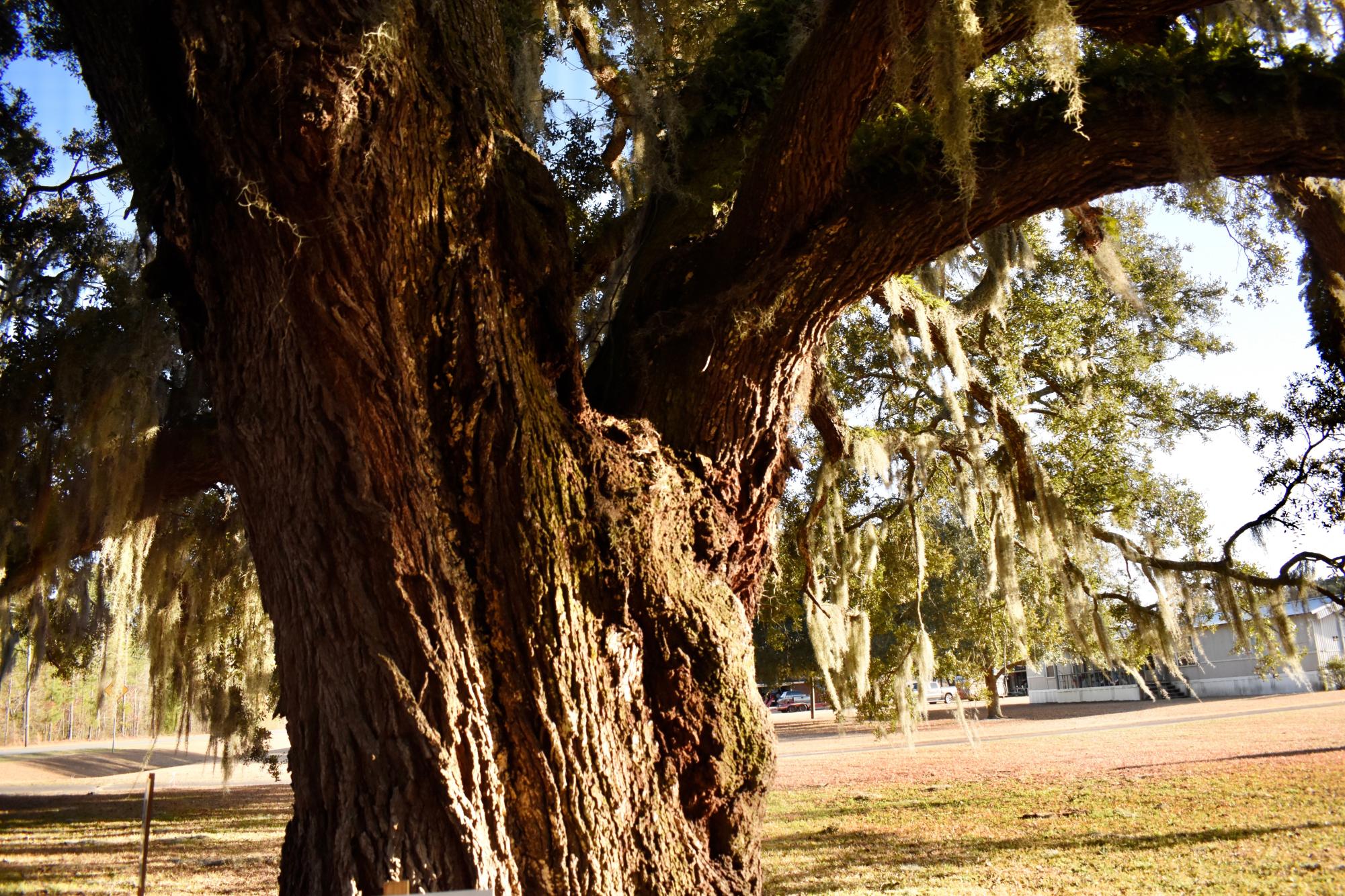 300 Year-Old ‘Exceptional’ Oak Tree Falls to Georgia Power