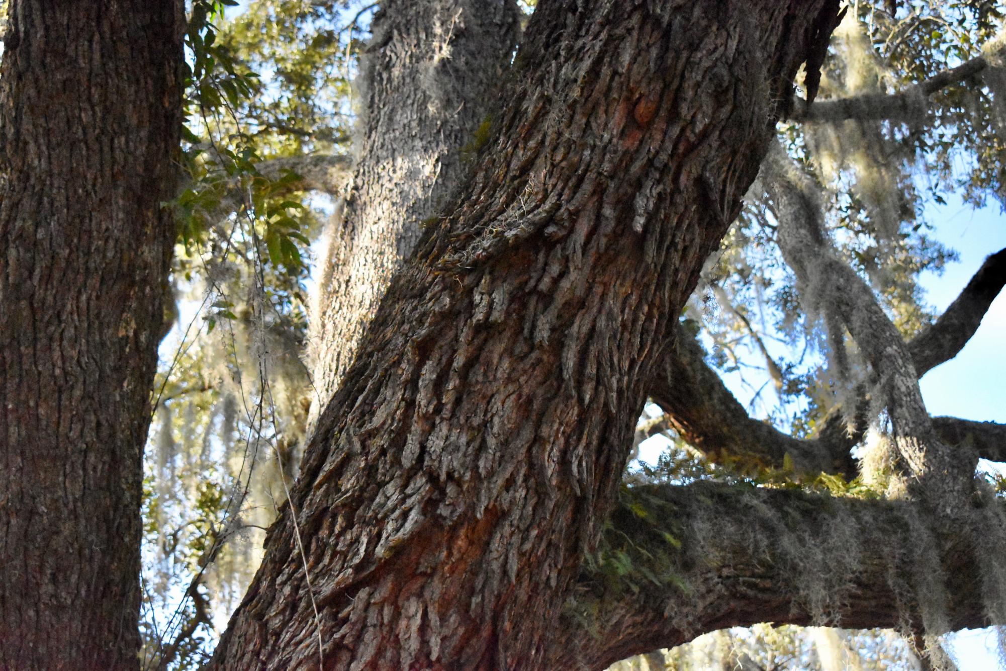 300 Year-Old ‘Exceptional’ Oak Tree Falls to Georgia Power