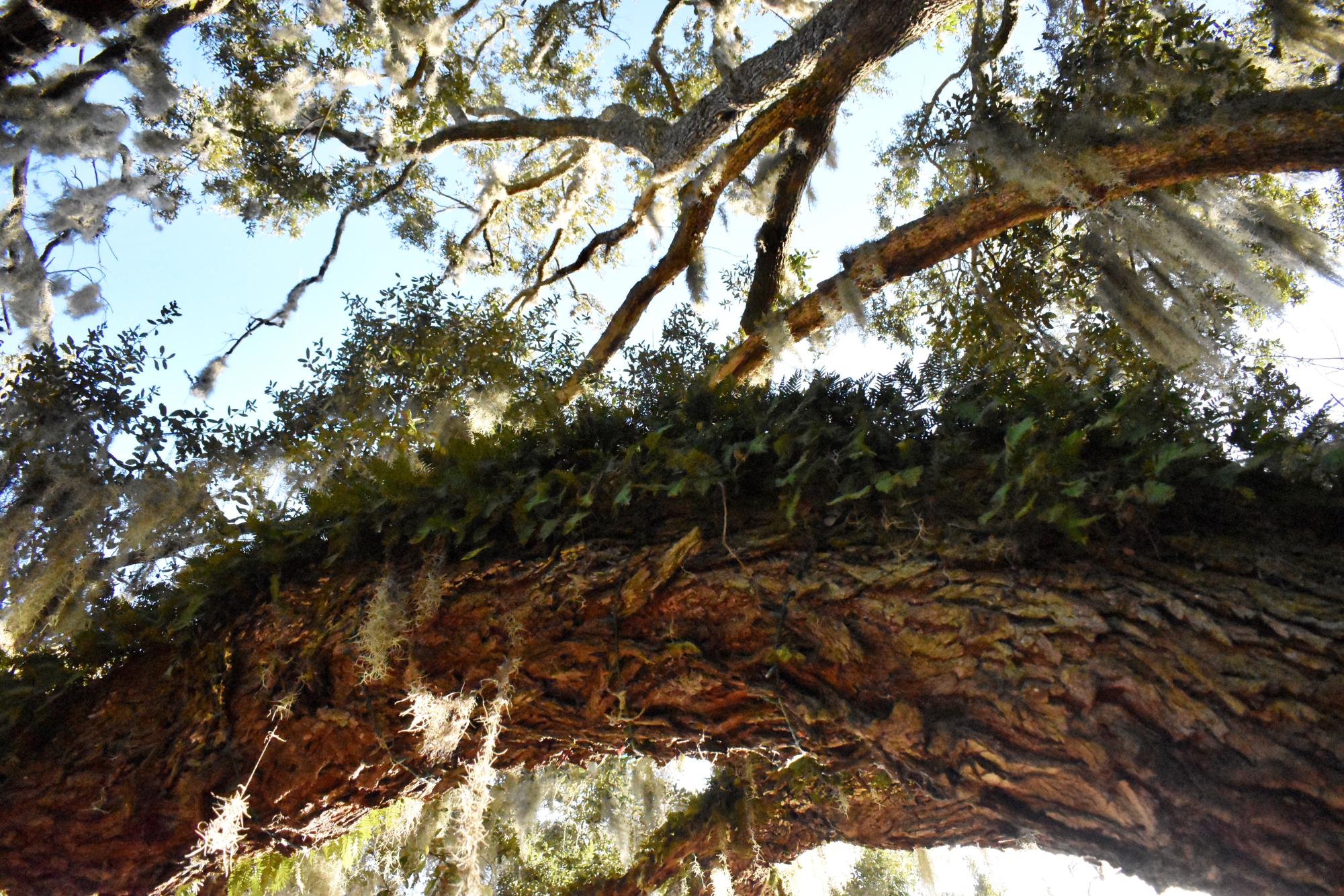 300 Year-Old ‘Exceptional’ Oak Tree Falls to Georgia Power