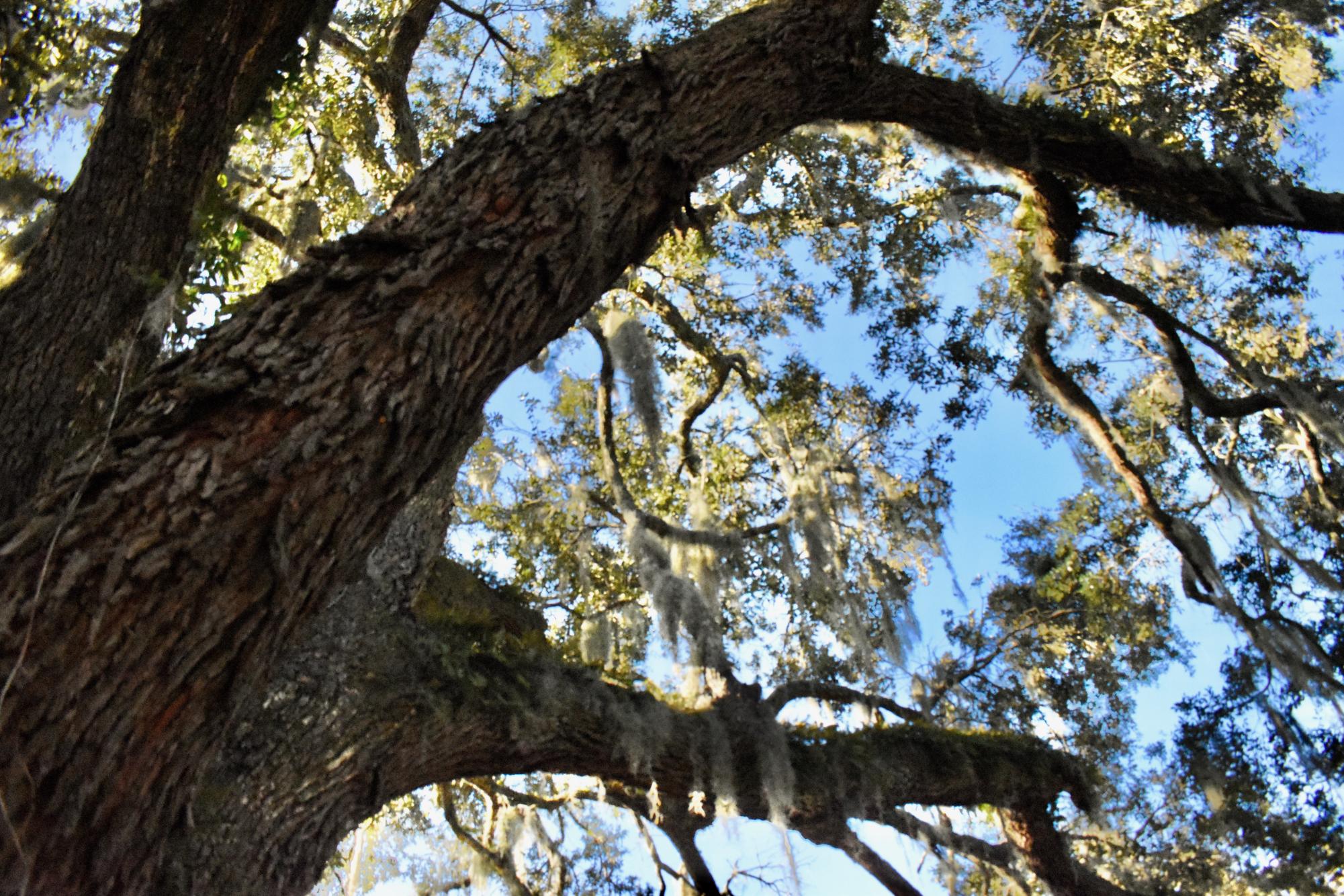 300 Year-Old ‘Exceptional’ Oak Tree Falls to Georgia Power