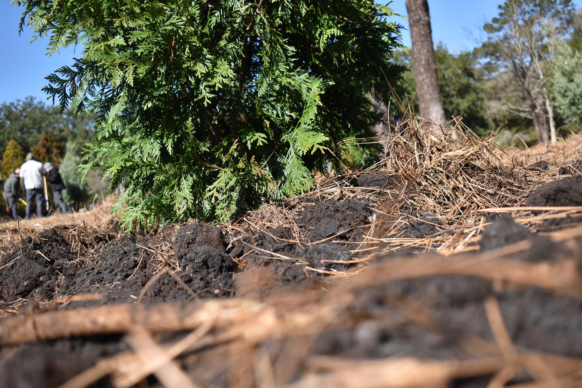 Georgia Arbor Day 2026: Tree-Planting Photogallery