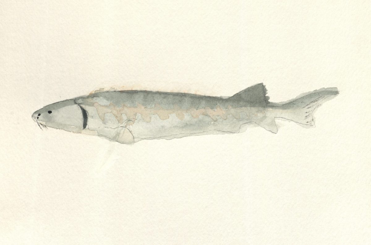 "Atlantic Sturgeon" An Illustration By Sophie Antell.