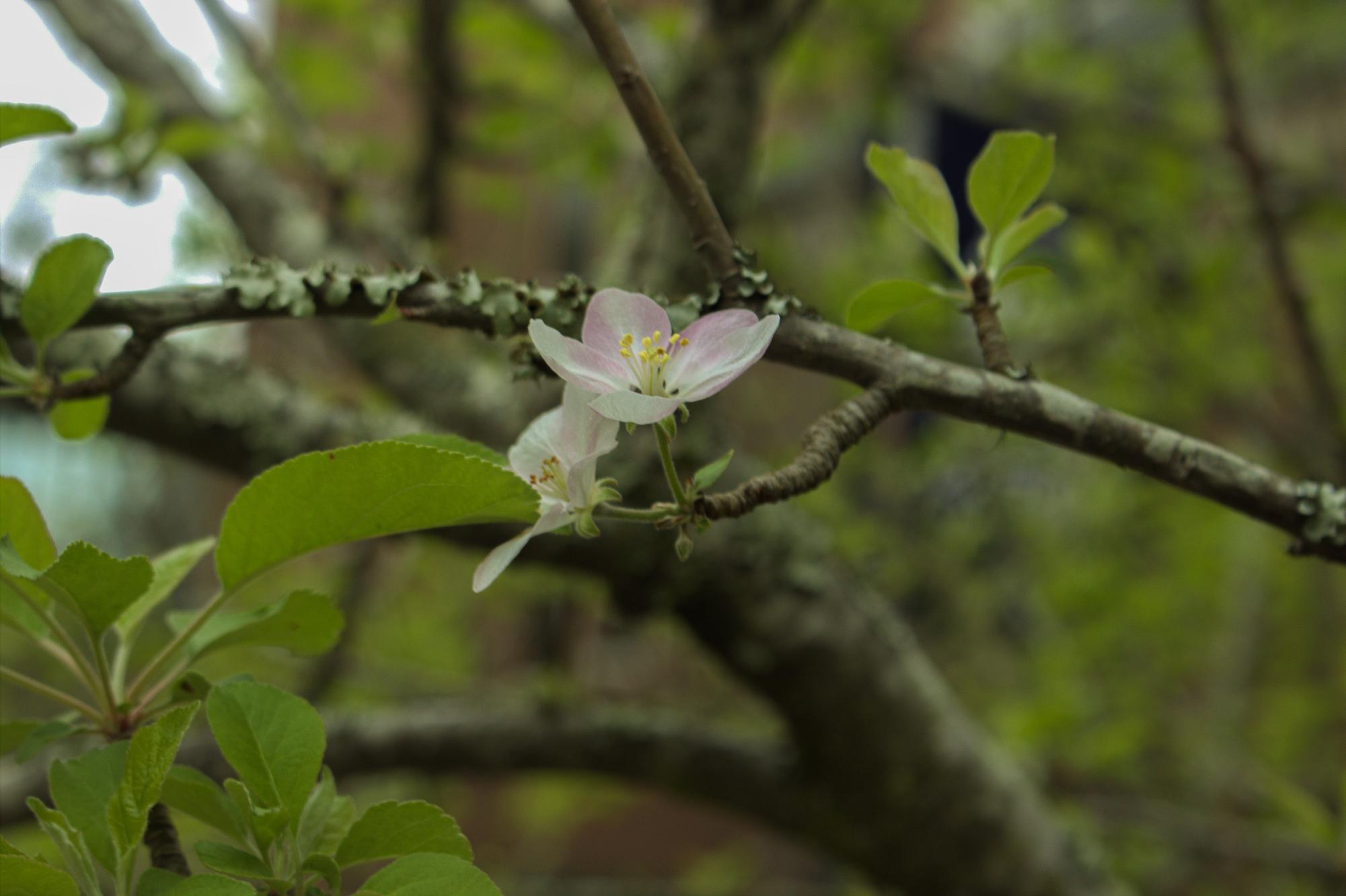 "In Bloom"