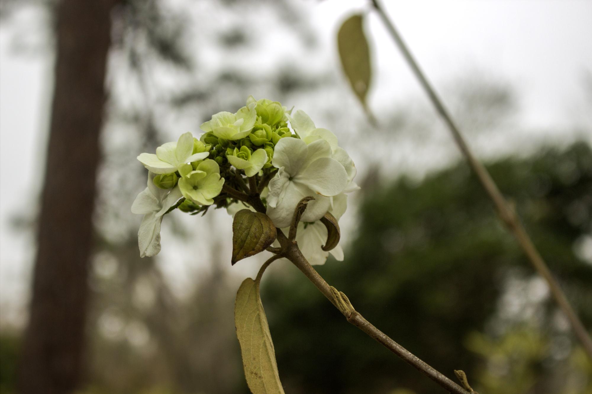 "In Bloom"