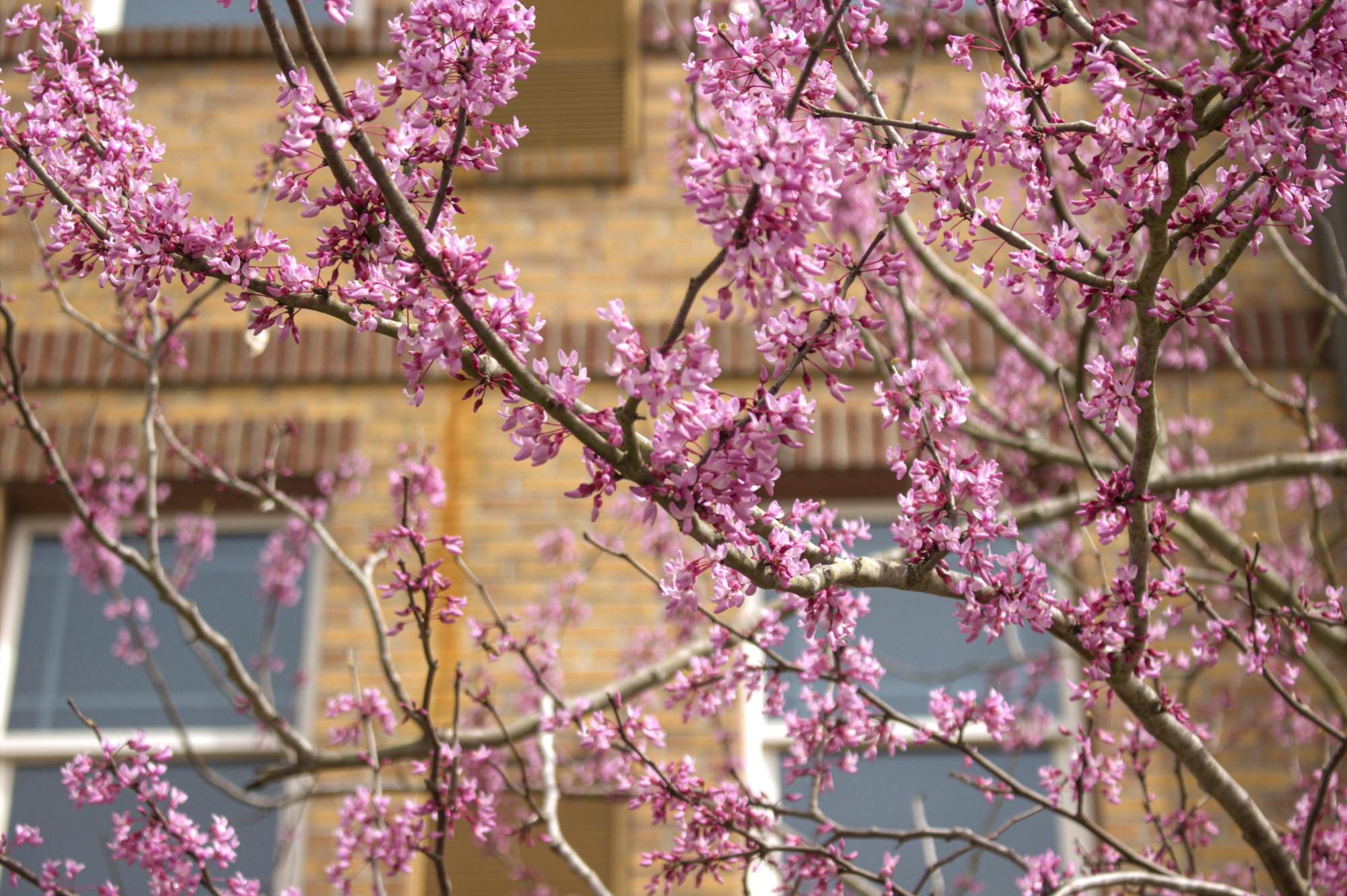 "In Bloom"