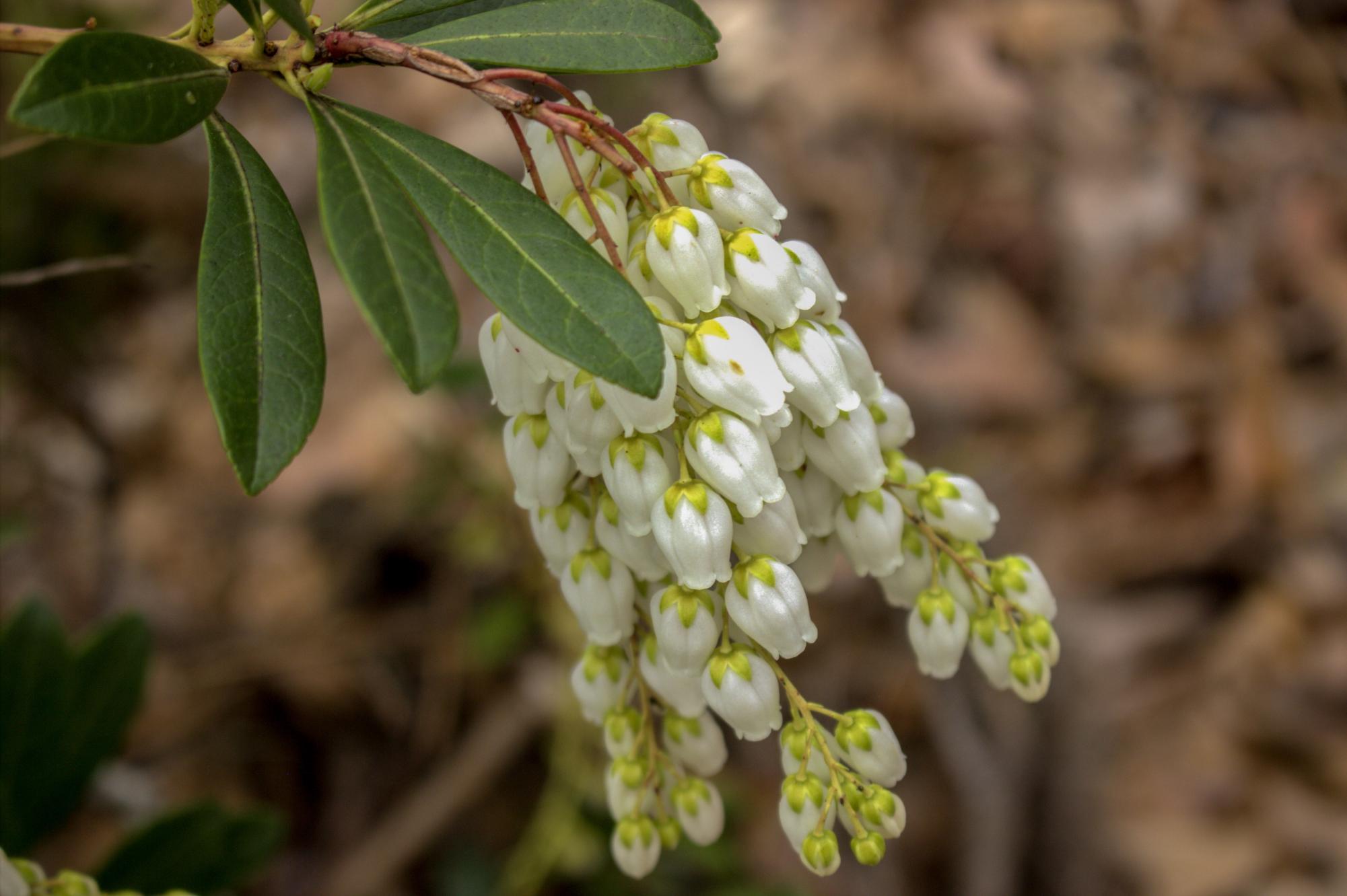"In Bloom"