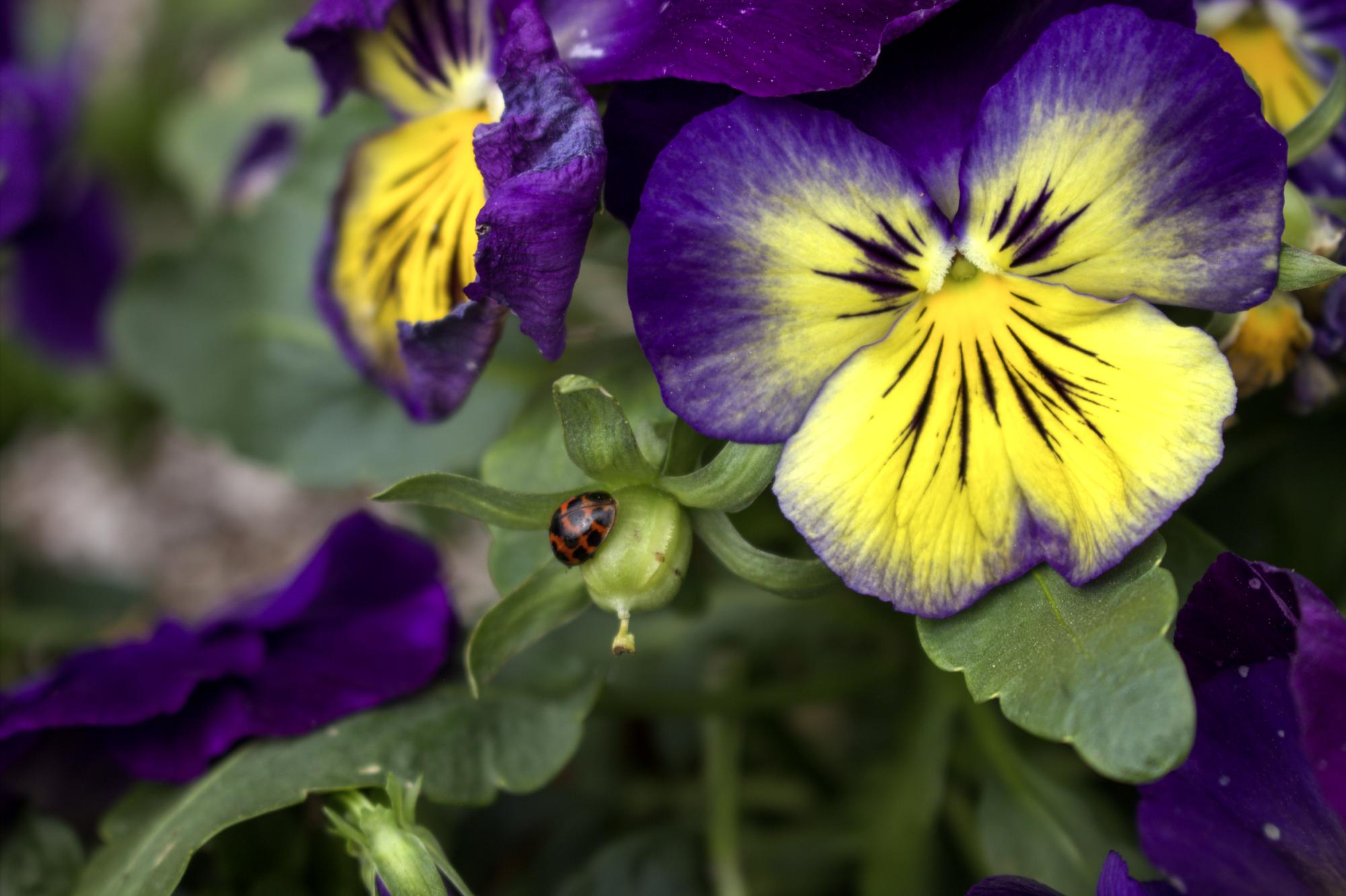 "In Bloom"