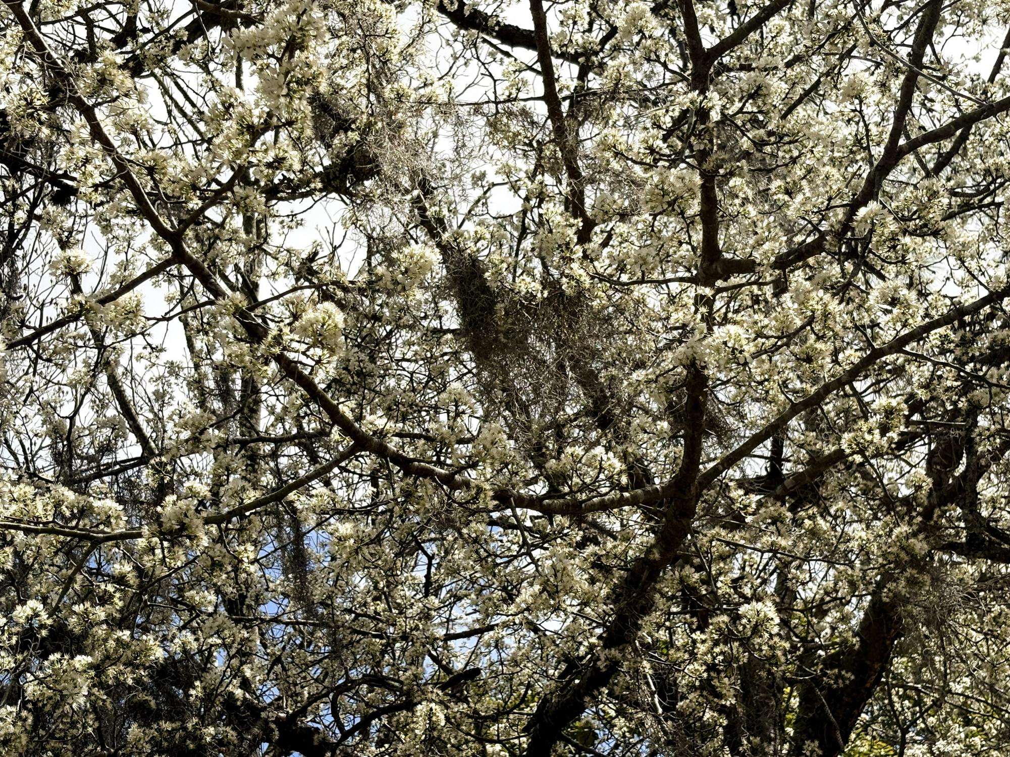 "In Bloom"