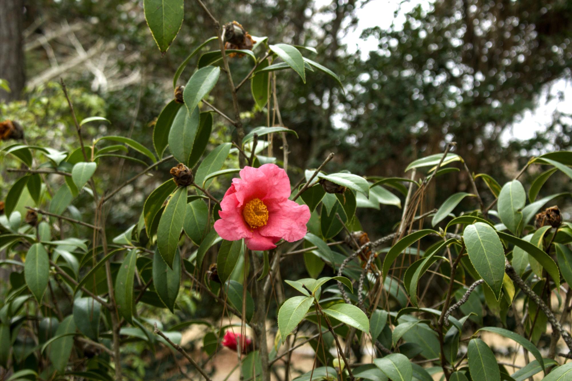 "In Bloom"