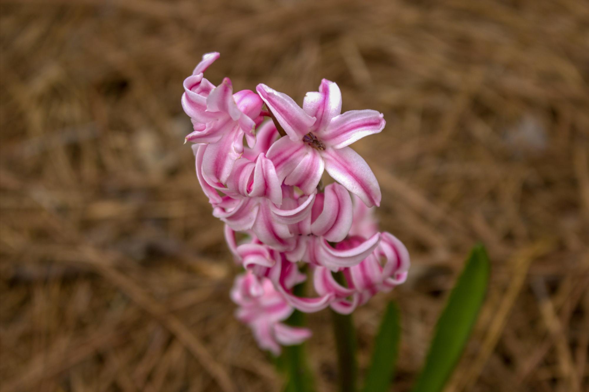 "In Bloom"