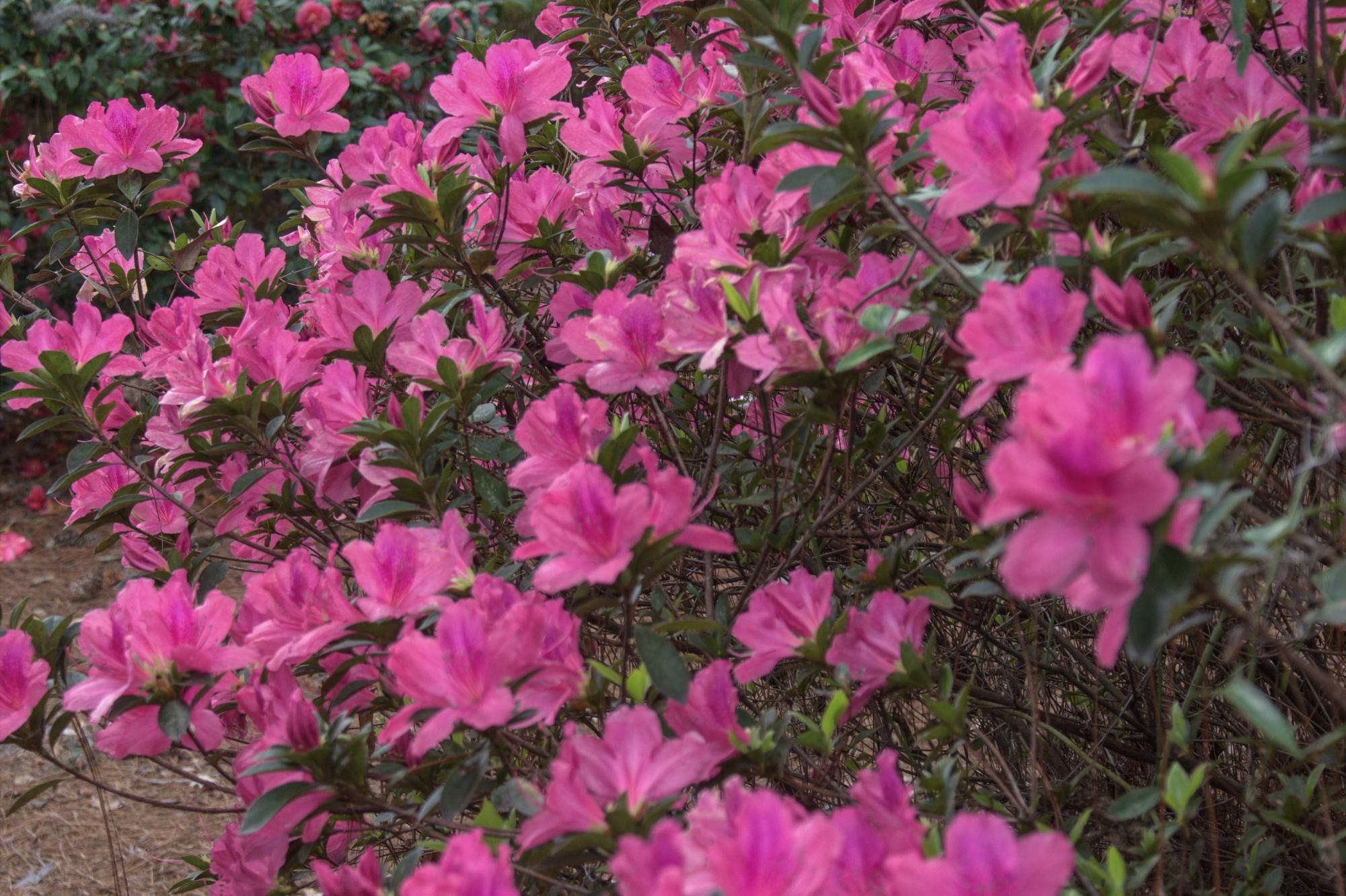 "In Bloom"