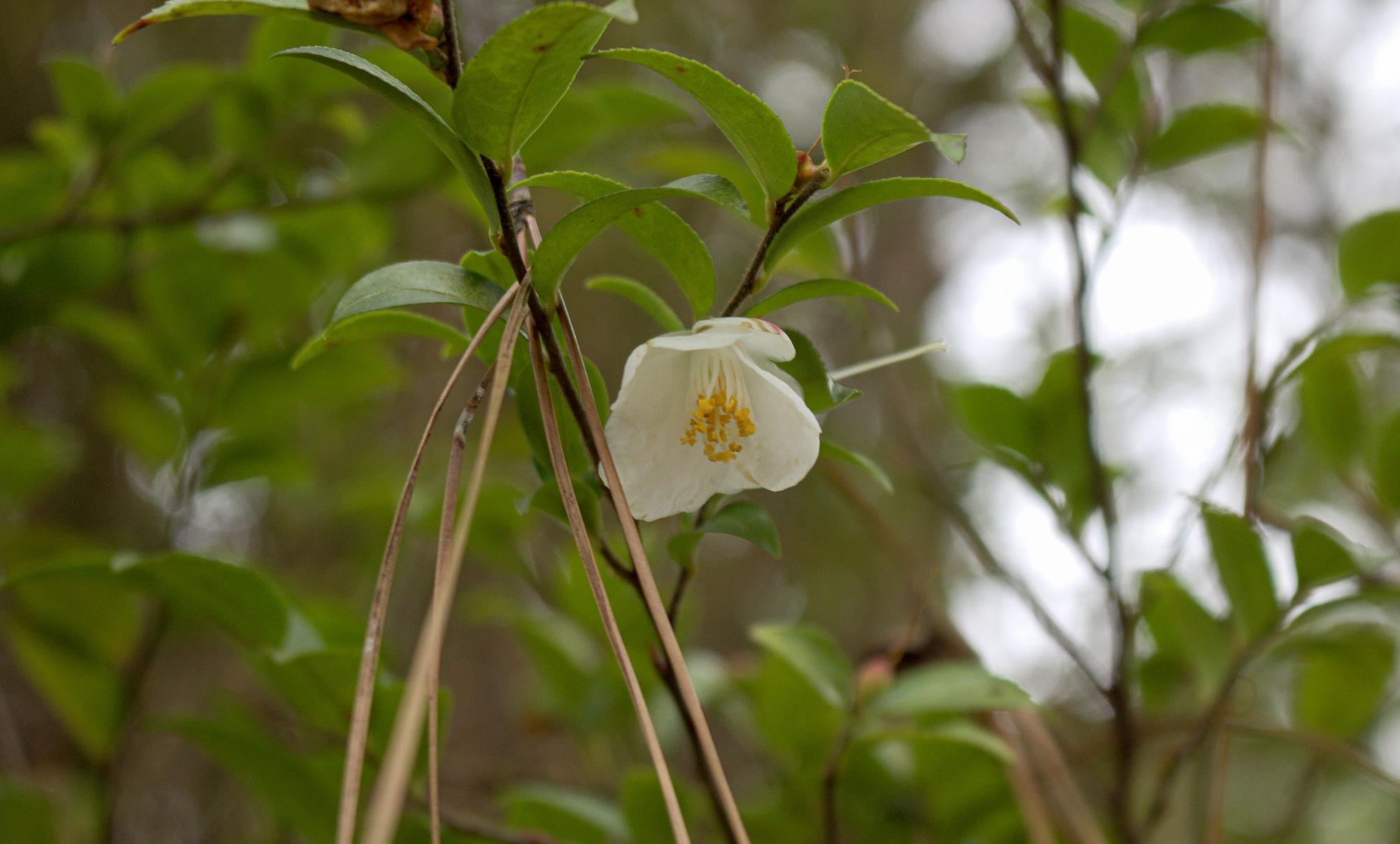 "In Bloom"
