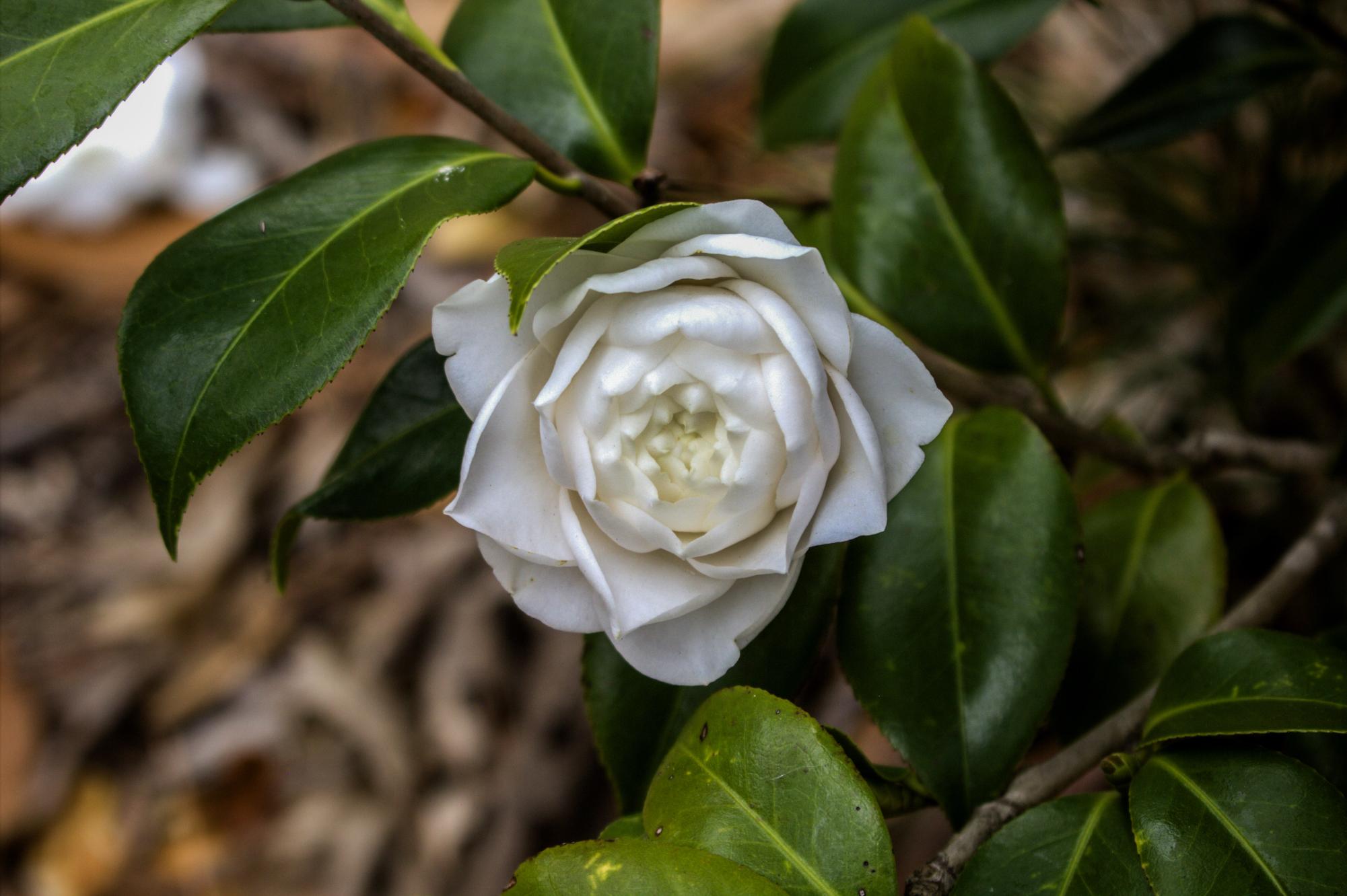 "In Bloom"