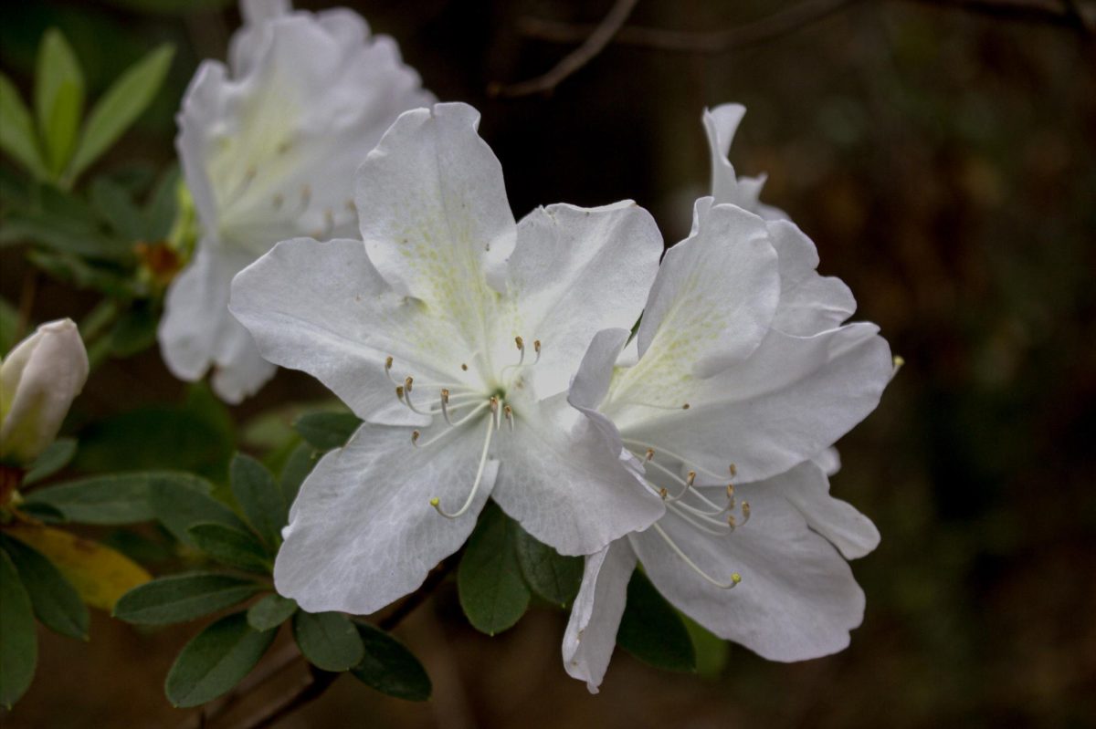 White Satsuki azalea flower behind the Health Professions building.