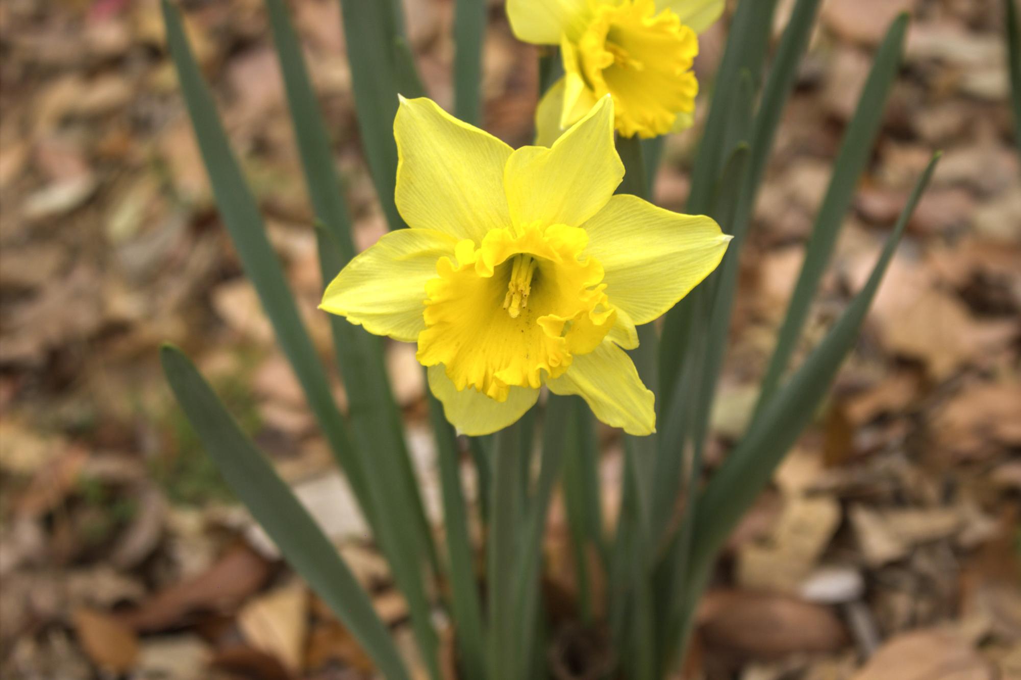 "In Bloom"